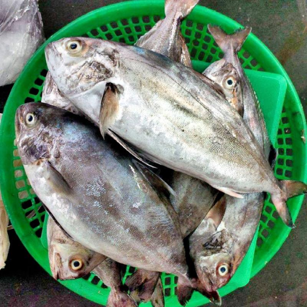 Cá Cu Là Gì? Bí Quyết Chế Biến Món Ngon Đậm Đà Hương Vị Biển Cả