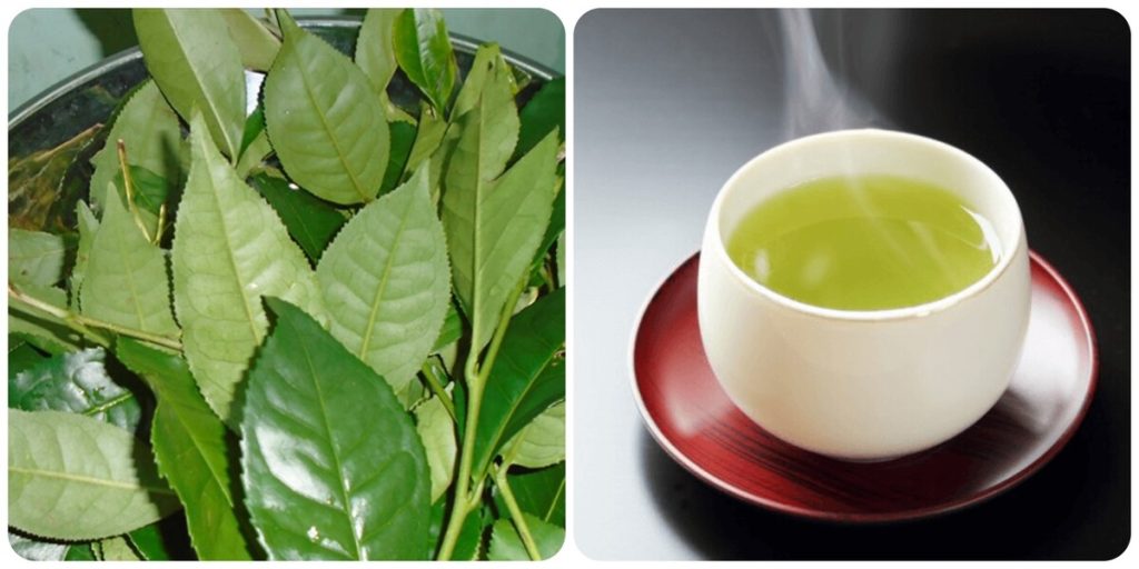 Cách Nấu Lá Trà Xanh Tươi