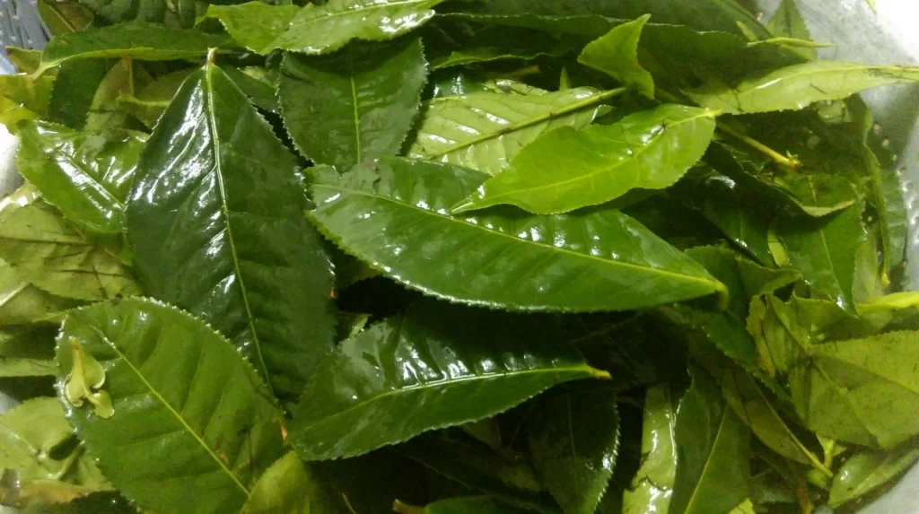 Bí Quyết Chọn Lá Trà Xanh Tươi Ngon Và Chất Lượng