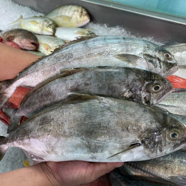 Tuyệt Chiêu Sơ Chế Cá Cu Không Còn Mùi Tanh Khó Chịu